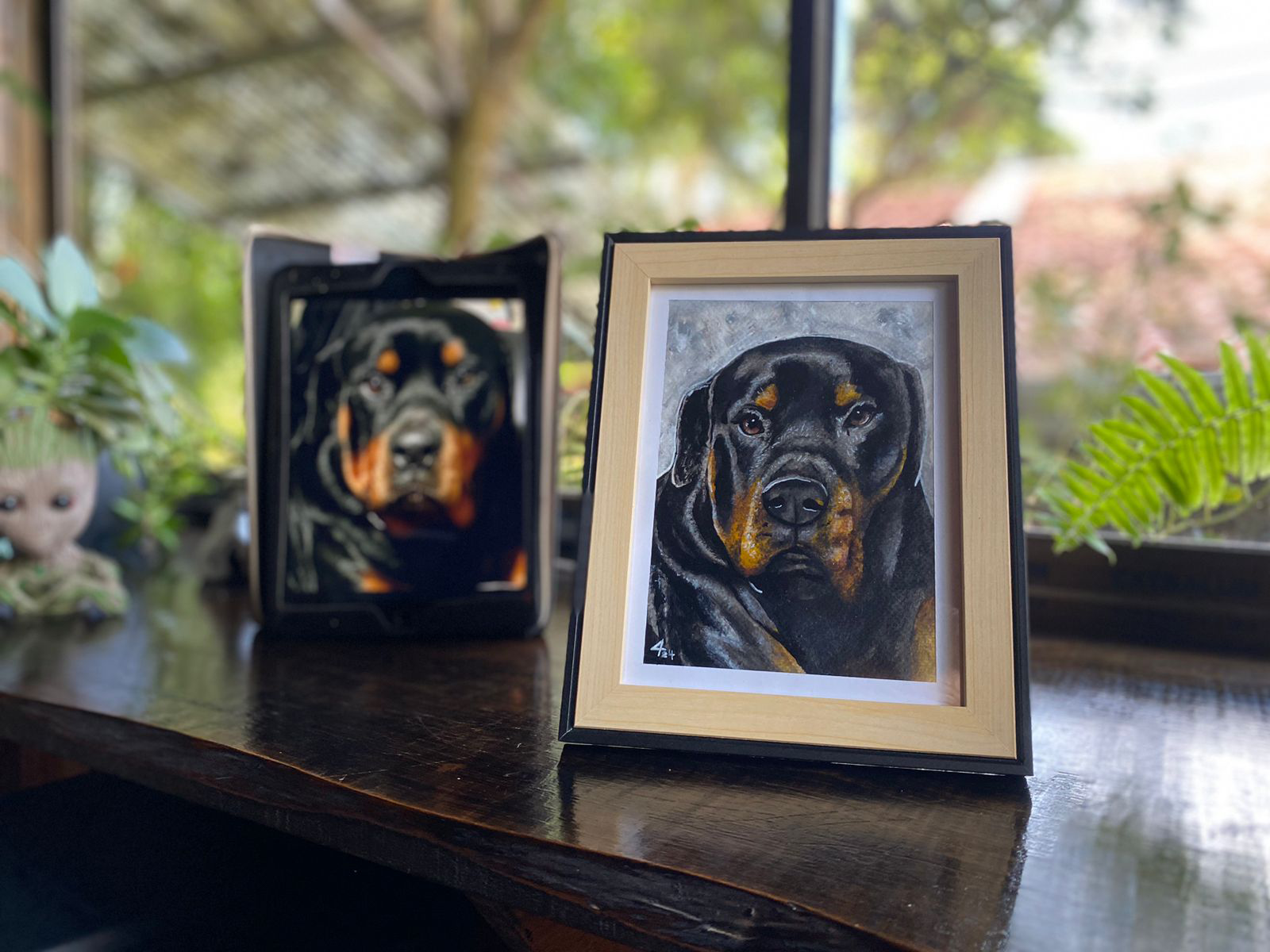 Retrato de mascota Rottweiler – 0003