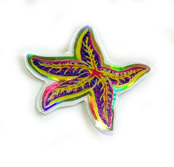 vida marina costa rica