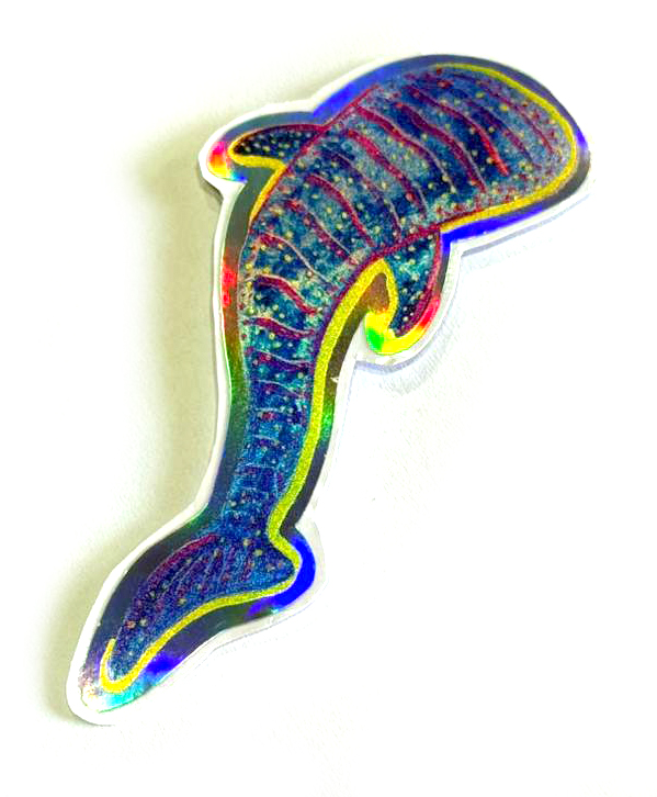 vida marina costa rica