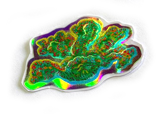 vida marina costa rica