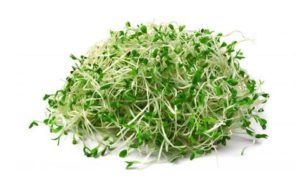 Alfalfa